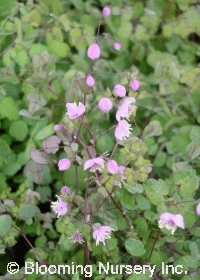 Thalictrum dipterocarpum                          